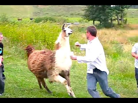 Ozzy Man Reviews: When Animals Fight Back #3
