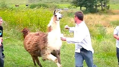 Ozzy Man Reviews: When Animals Fight Back #3