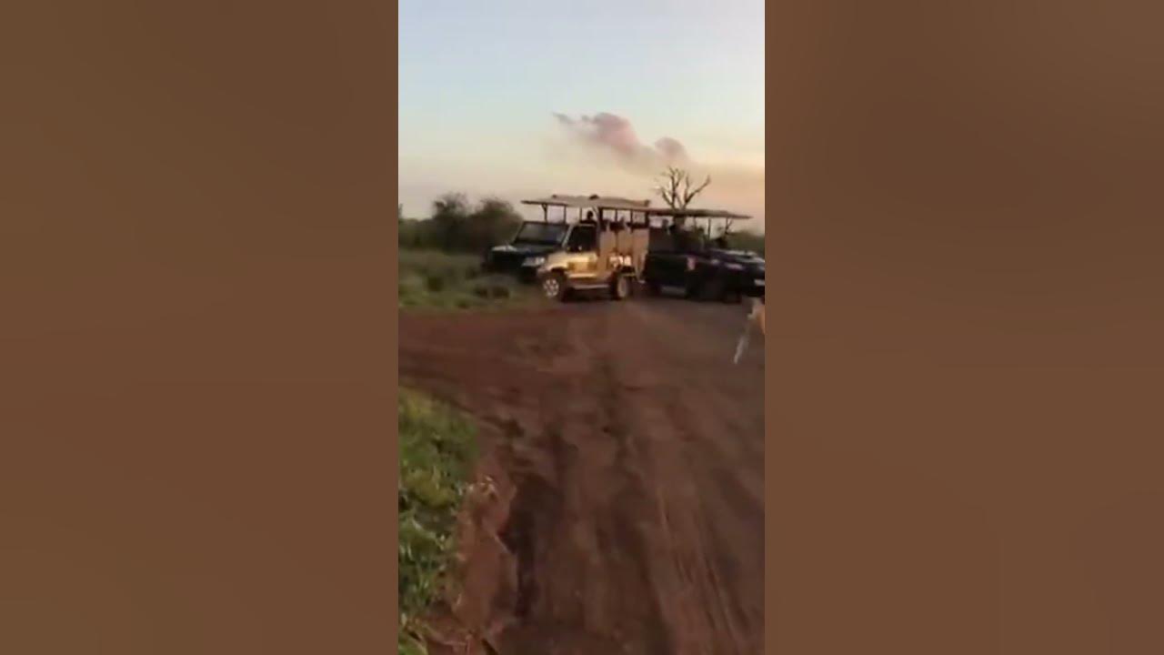 cheetahs-meowing-in-the-morning-viral-youtubeshorts-elephant