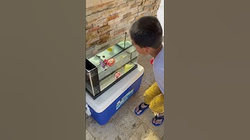 Sink or float? #sinkorfloat #science #density #buoyancy #experiment #sink #float