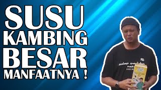 SYAMSUL DEBAT : SUSU KAMBING BESAR MANFAATNYA