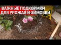 Важные подкормки для урожая и зимовки