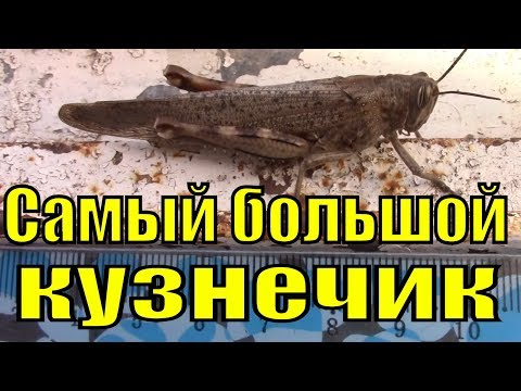 Самый большой в