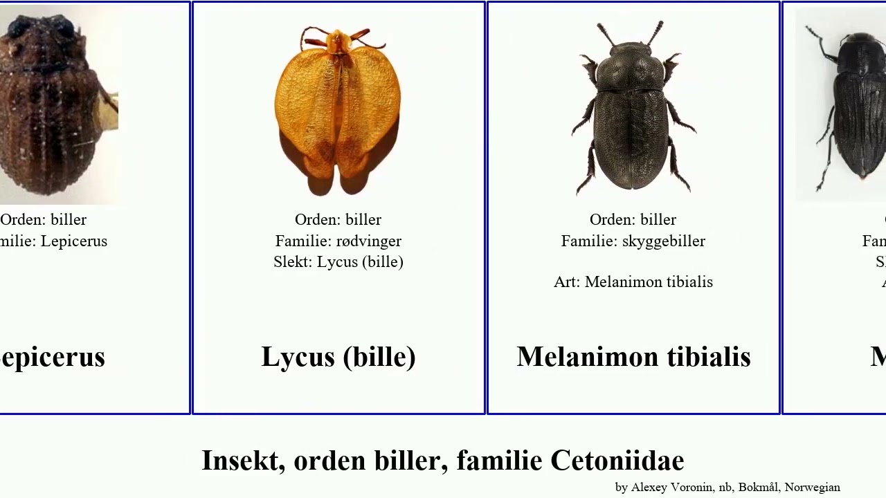 Insekt, orden biller, familie Cetoniidae insect japonica violacea tibialis scabra aurata dichotoma