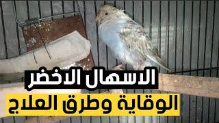 كيف تقي عصافير البادجي والفلل من الاسهال الاخضر وكيفية العلاج عند اصابتهم