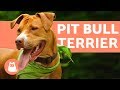 El perro pit bull terrier - Características y entrenamiento