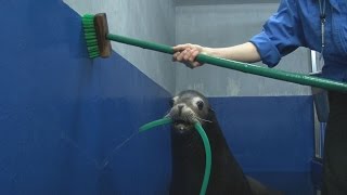 年納めで水族館の大掃除 アシカもお手伝い