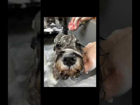 #цвергшнауцер #грумер #grooming