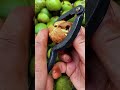 Walnut shell opening tool for quick and easy cracking