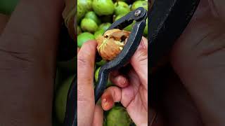 Walnut shell opening tool for quick and easy cracking