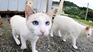 【シャム猫兄弟】ぬいぐるみのように可愛い猫達に取り囲まれた