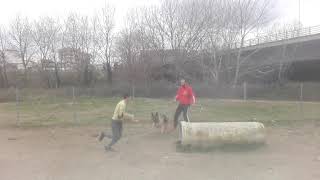 German Shepherd Attack