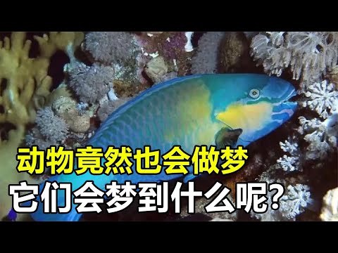 一个研究动物的科学家？