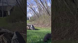 Squirrel - Robin