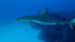 Fora do anzol: Uma aventura da National Geographic Sharkfest