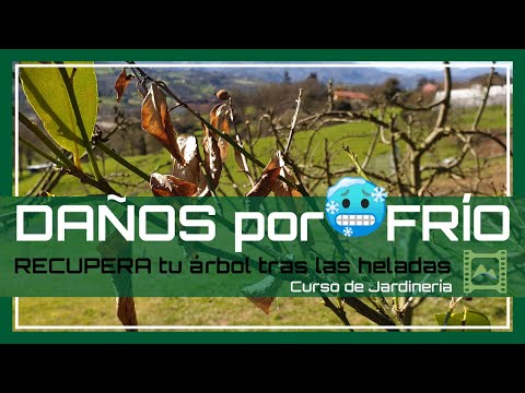 Video: Daño por frío en los arbustos: prevención y tratamiento del daño por frío en los arbustos