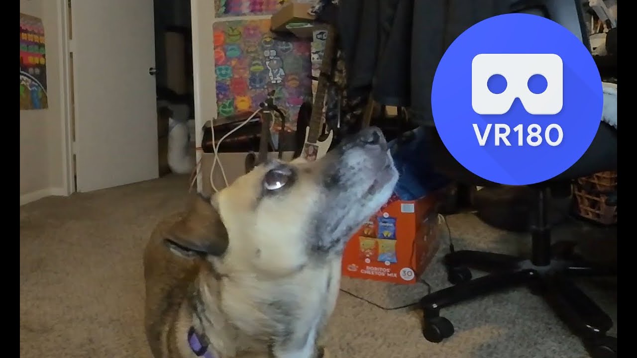 My dog destroys a platypus toy in VR180 5.7k 3D. YouTube