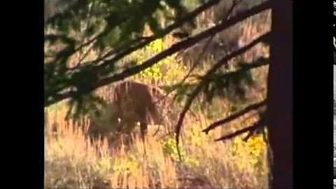 Cougar attacks and kills elk