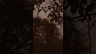 #woodduck #woodducks #hunting #outdoors #huntingpublic #drake