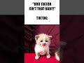 &quot;BRO TIKTOK ISNT THAT BAD!&quot; #cat #kitten