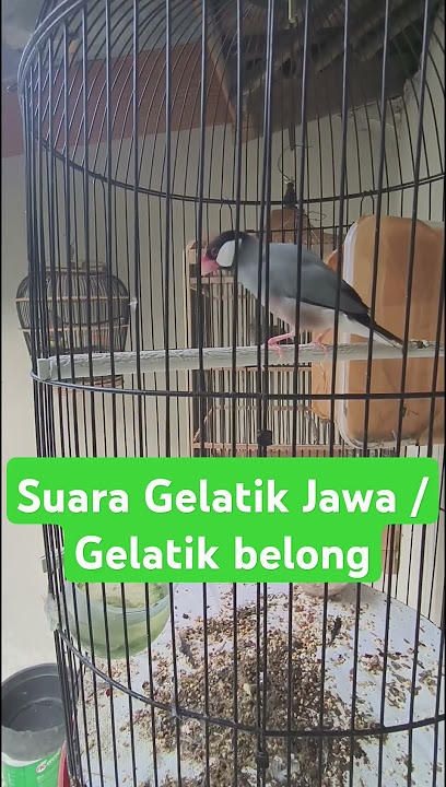 Suara Gelatik Jawa Gelatik Belong Gacor pancingan