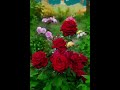 عينيك  ملاح