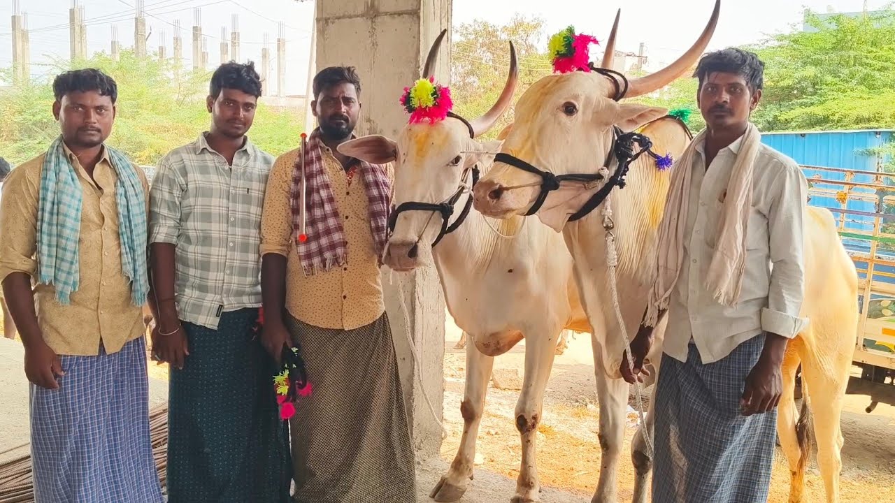 రైతు కొనుగోలు చేసిన సేద్యపు ఎద్దులు_ఏమ్మిగనూరు సంతలో//Yemmiganur Market video's 2026