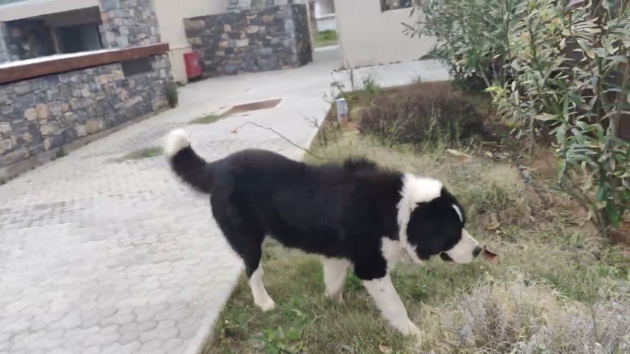 ελληνικός ποιμενικός στην Κρήτη!! στο υπέροχο Αφροδίτη beach!!