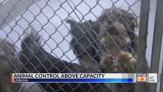 Animal control above capacity