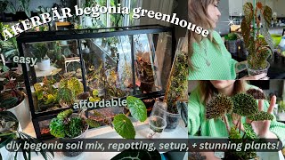 ikea akerbar diy begonia greenhouse  setup, repotting terrarium begonia, + more!