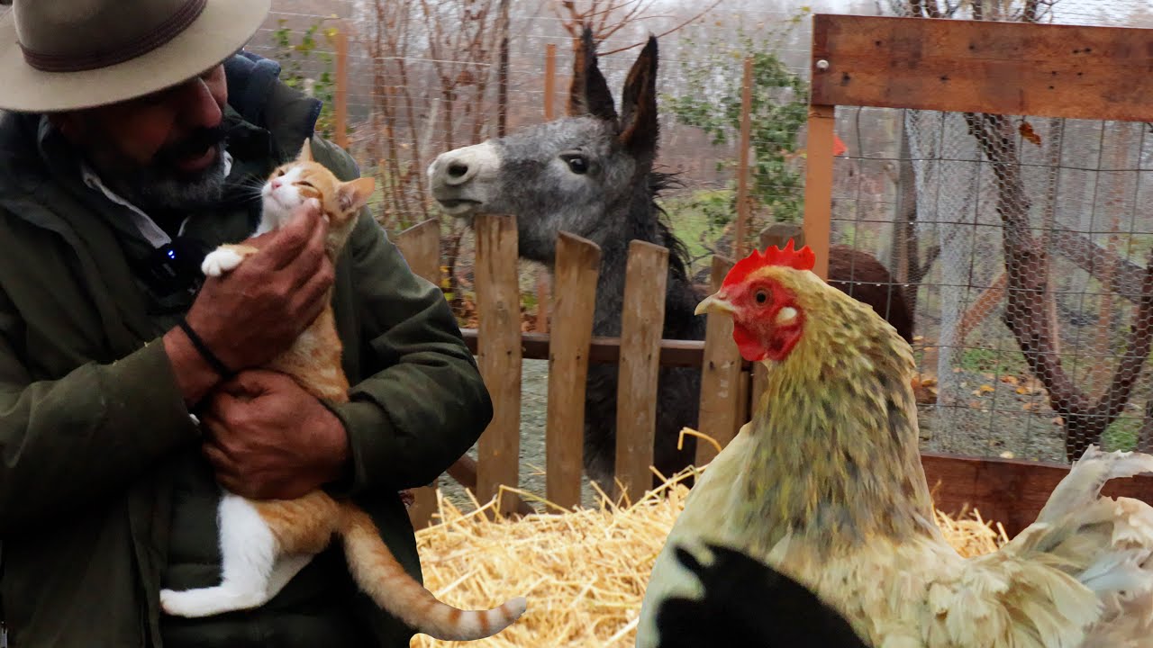 🌳Ελάτε να γνωρίσετε μερικά από τα ζωντανά μας στο κτήμα🐱🐔🫏🌳