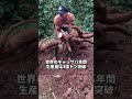 世界第六の食糧作物が実は世話いらずの野良育ちとは