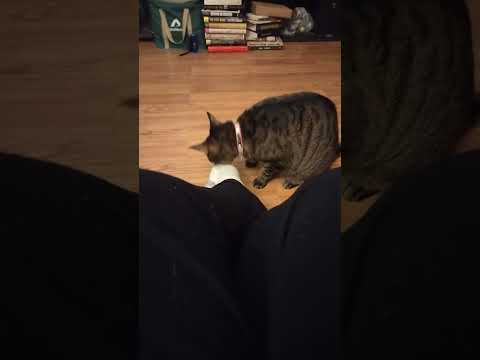 cat going crazy for feet