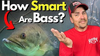 What Can Bass Really Learn? See What Science Says - You May Be Shocked