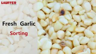 AI Powered Sensor-Based Sorting Technology: Fresh Garlic Sorting