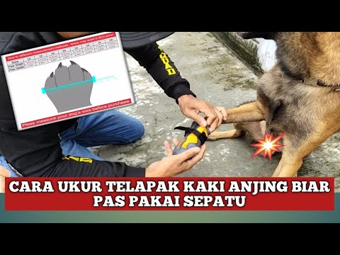 Video: Cara Membaca Silsilah Anjing