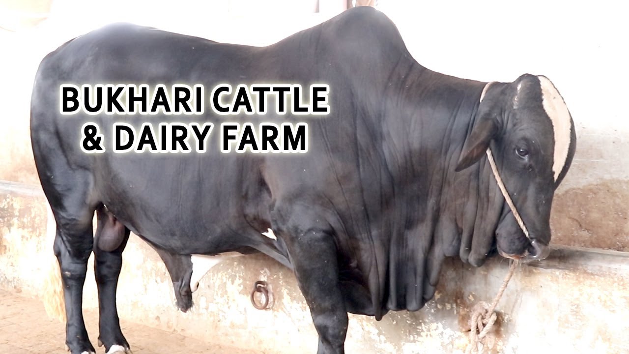 BUKHARI CATTLE & DAIRY FARM KARACHI 2020 Cattle Prices 2020 Karachi