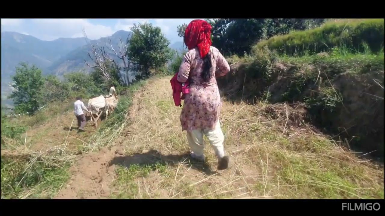 पहाड़ के लोगों का काम करने का तरीका 👌👏👏👏