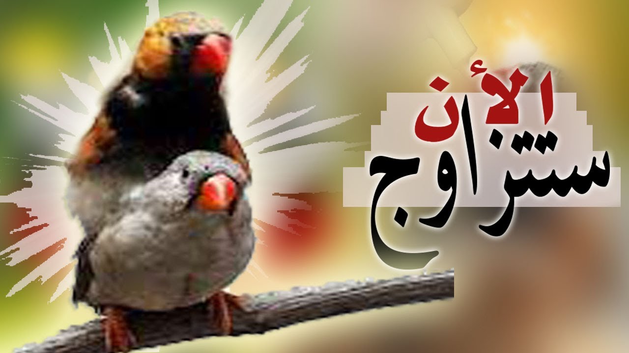 هذا الصوت يحفز طيور الزيبرا على التزاوج Zebra Finch Mating Attempts