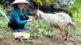 Welcome the new born goat - go to the market to sell luffa - cook