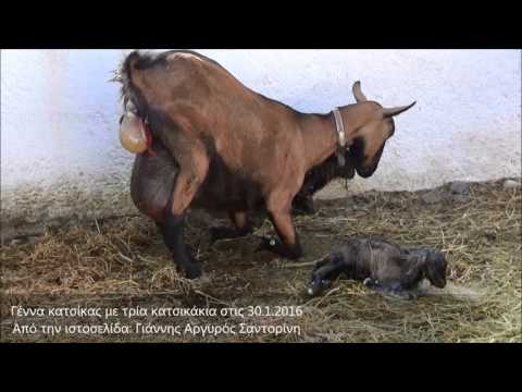 Βίντεο: Γέννηση στο αγρόκτημα - Γέννηση για πρόβατα, κατσίκες, λάμα και αλπάκα