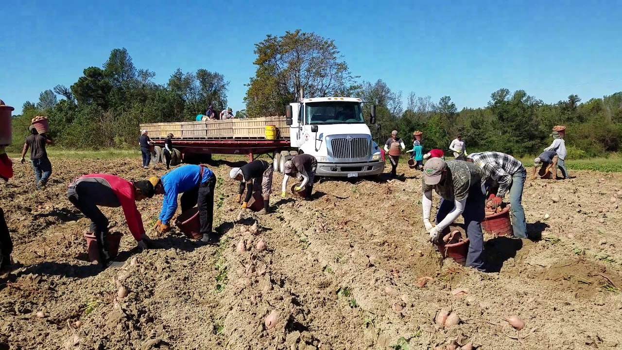 Camoteros de  Gracia