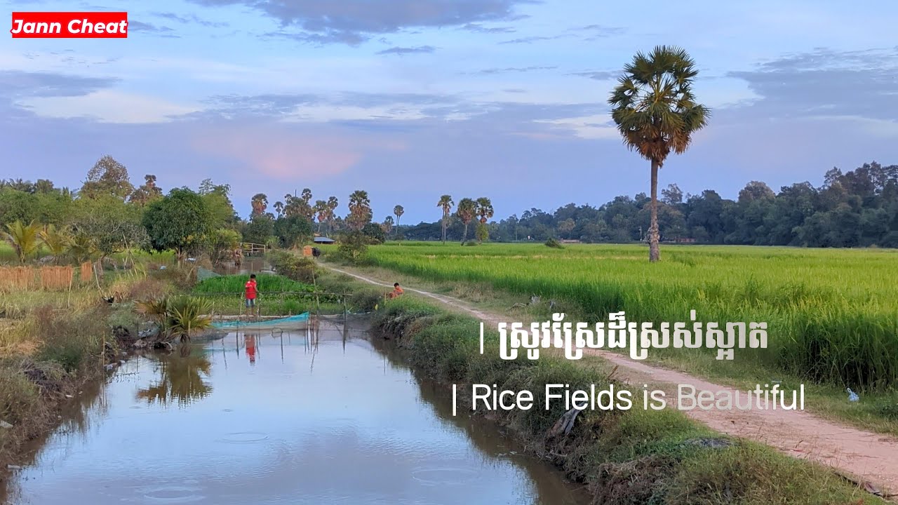 រដូវរំហើយធ្លាក់ខ្យល់ពីជើងទេសភាពស្រុកស្រែខែស្រូវទុំ - Srok Sre Nature View 2025