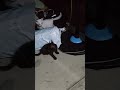 Two kitten playing