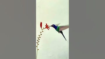 Cute Hummingbirds Video | Se Hummingbird Video#shorts#nature#birdslover#viral