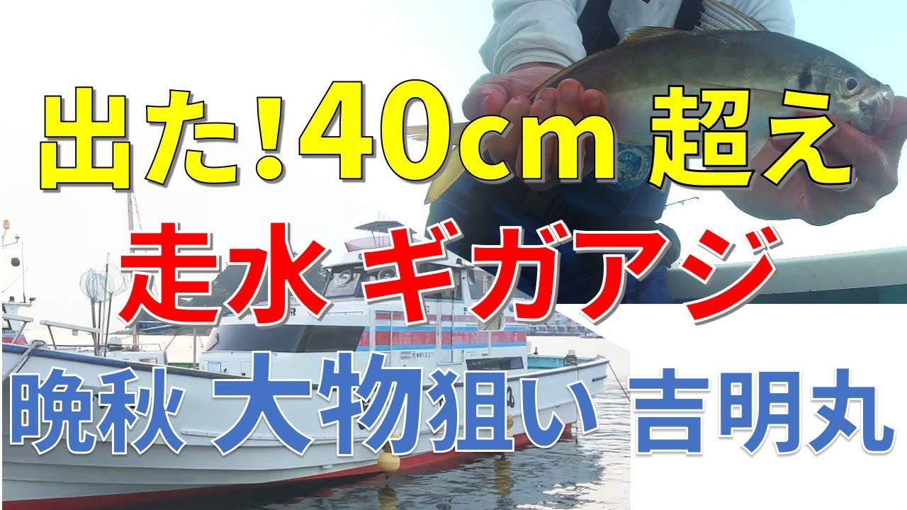 【東京湾 アジ釣り】走水 初挑戦 40センチ超え ギガアジ釣りに挑む 吉明丸  クールエイジング【ビシアジ釣り】【黄金アジ】Fishing Japan Try for big mackerel