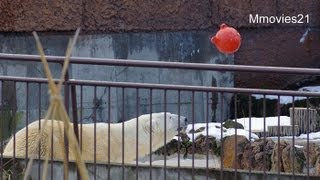 浮き玉を投げて遊ぶデナリ~Polar Bear,Denali is playing