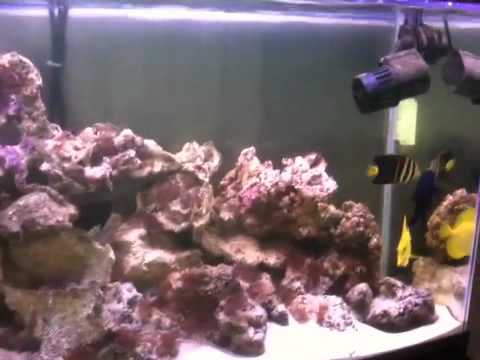 Aquarium eau salée 77 gallon - YouTube