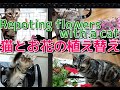 【流し見💐】37.ララと一緒にお花の植え替え／Repoting flowers with Lala