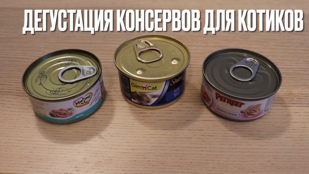 Дегустация консервов для котиков: Мнямс, GimCat, Petreet.